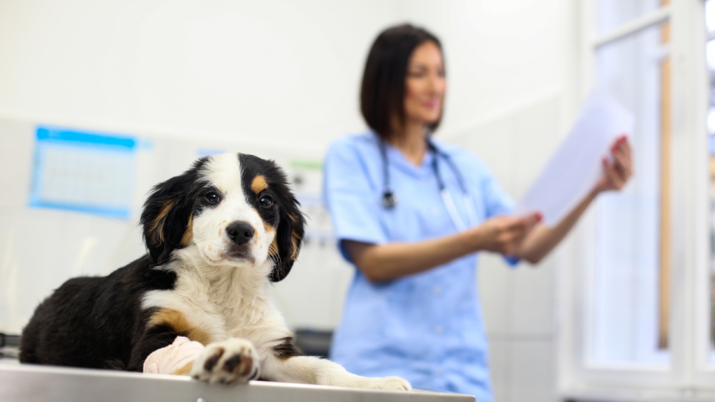 veterinary